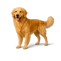 Imagem do produto Golden Retriever